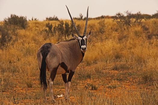 A lone Oryx in the Kgalagadi Trans Frontier Park. South Africa.