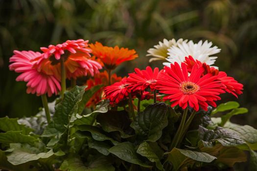 Different colored hybrids of Gerbera jamesonii