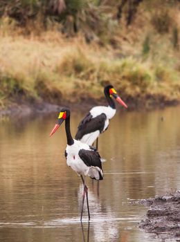 A breeding pair of Saddle-billed Stork (Ephippiorhynchus senegalensis) fishing in a small river in Kruger National Park. South Africa