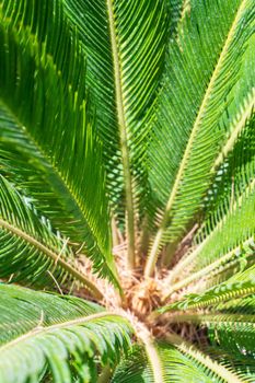 Juicy green leaves of cycas revoluta palm tree in sunlight natural background