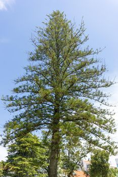 Large beautiful larch tree in a city park on a sunny day