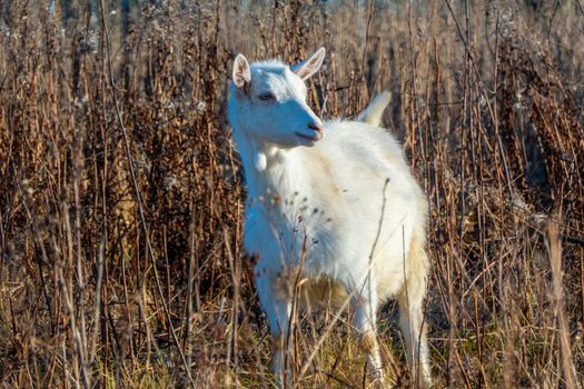 Goat eating withered grass, Livestock on a autmn pasture. White goat. Cattle on a village farm. High quality photo