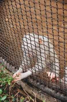 a monkey feeling loneliness and sadness behind jail. the eyes of a monkey as a result of being placed in a cage in the zoo