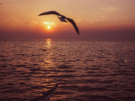 bird animal wildlife flying over horizon scenics Calm sea water ocean sunset sky