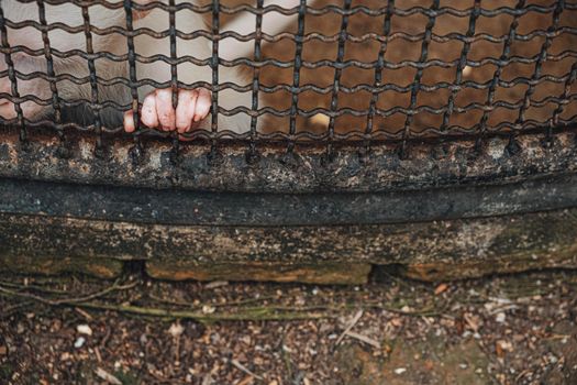 a monkey feeling loneliness and sadness behind jail. the eyes of a monkey as a result of being placed in a cage in the zoo