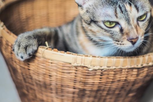 An angry gray and brown tabby cat in woven basket