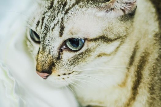 Portrait of brown mackerel young tabby cat adorable pet friend