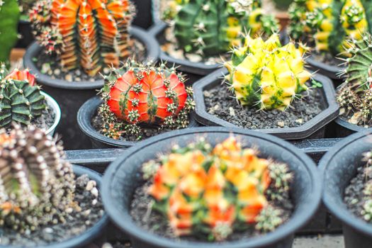 Gorgeous colorful succulent cacti botany nature houseplant farm garden decorate.