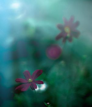 flower garden in the moonlight - nature and garden styled concept