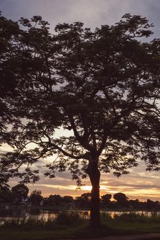 Tree silhouette at sunset next river lake beautiful nature landscape.