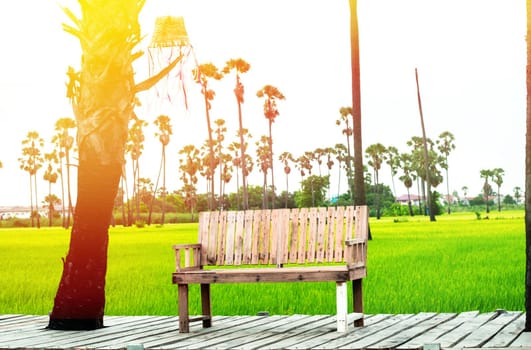 Empty wooden bench with Palm trees and Fresh Green Rice Field Nature on background