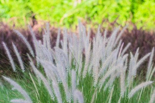 Field of Wild Wheat Grass white flower on nature background