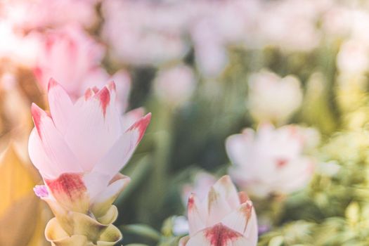 Spring white pink flower Siam tulip Curcuma Sessilis in summer  time