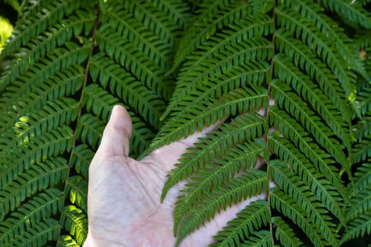 hand touch green leaves of various tropical plants Tropical forest