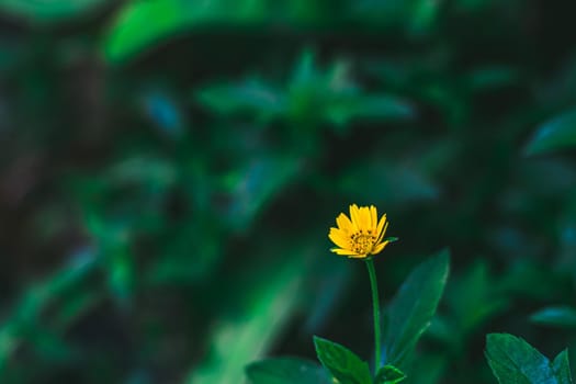 wild flower and dark green leaves. Yellow flower  in summer