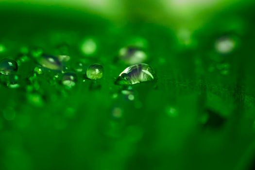 Close-up macro of Water drop on green leaf abstract nature background.