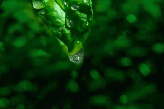 Close-up macro of Water drop on green leaf abstract nature background.