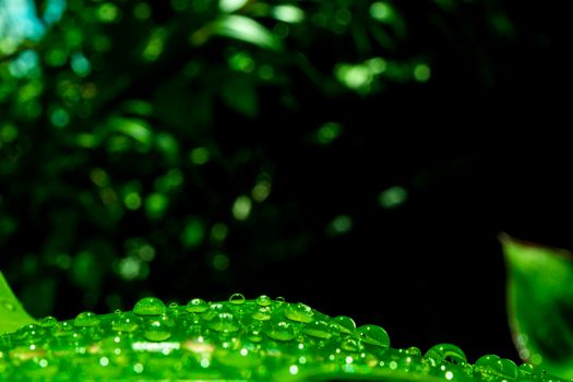 Close-up macro of Water drop on green leaf abstract nature background.