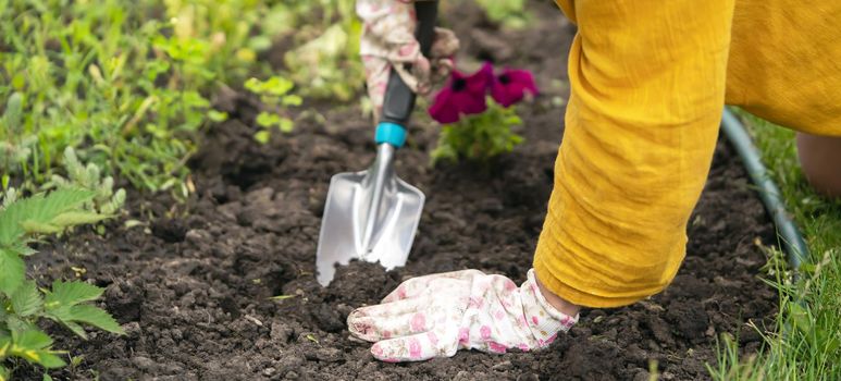 A closeup of hands of a young gardener with a seedling in a peat pot. A hand in gloves puts the plant in the soil. Petunia hybrida seedlings are going to be planted in the processed black soil.