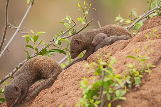 Dwarf Mongoose (Helogale parvula) mother with sleeping babies on an abandoned anthill in Kruger National Park. South Africa