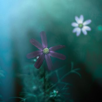 flower garden in the moonlight - nature and garden styled concept