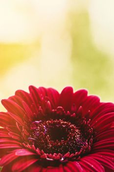 red flower and a sunny day - spring holidays and floral backgrounds styled concept