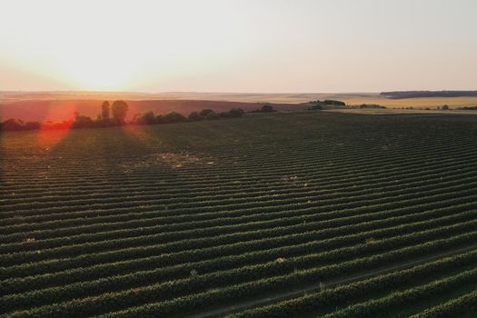 Aerial shot of scenic sunset over horizon with beautiful fields