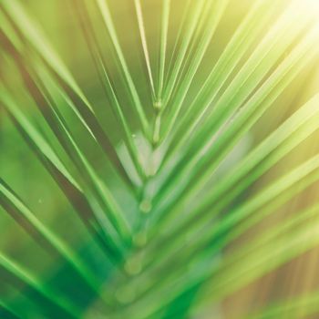 palm leaves in the sunlight - summertime backgrounds and vacations styled concept