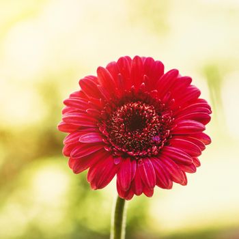 red flower and a sunny day - spring holidays and floral backgrounds styled concept