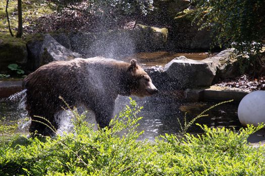 a brown bear swims in a swimming pool on a sunny spring day in the green zoo wuppertal germanyHigh quality photo