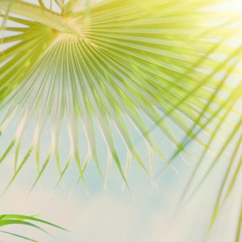 palm leaves in the sunlight - summertime backgrounds and vacations styled concept