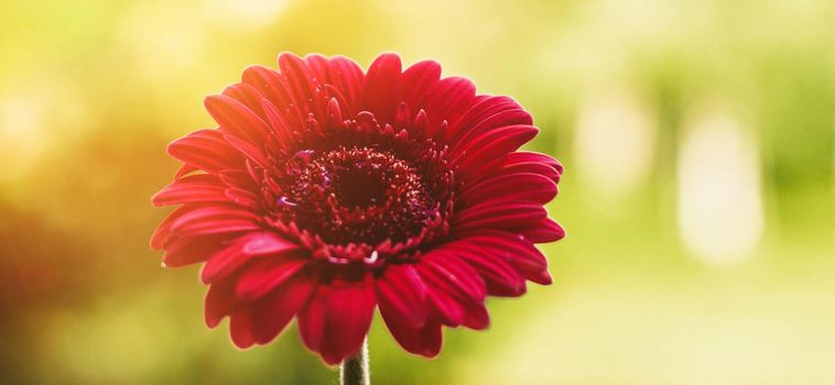 red flower and a sunny day - spring holidays and floral backgrounds styled concept