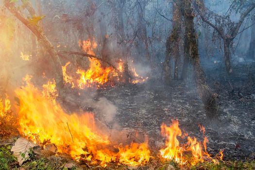 bush fire in tropical forest