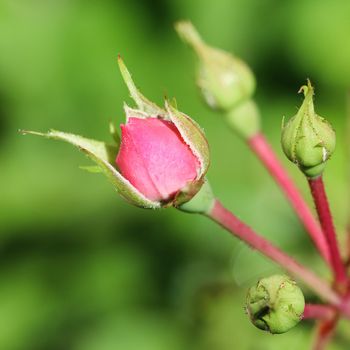 Soft pink rose Bonica with buds in the garden. Perfect for background of greeting cards