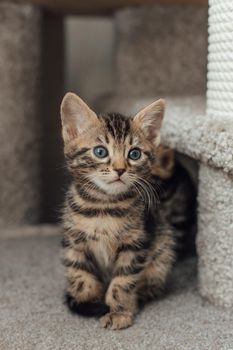 Young cute bengal kitten sitting on a soft cat's shelf of a cat's house indoors.