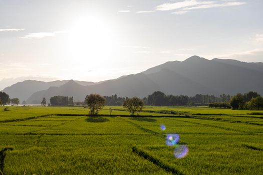 Rice paddy beautiful view in the evening before sunset