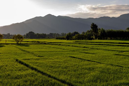 Beautiful view of rice fields in the swat valley before sunset