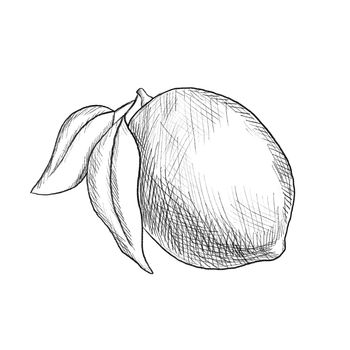 Lemon sketch. Monochrome Illustration isolated on white. Citrus fruit with leaves