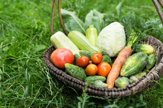 There is a wooden basket with homemade vegetables in the garden. Selective focus. The concept of harvesting from the garden, close-up. Agriculture