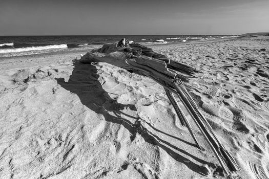 Old wood on the beach. Black and white