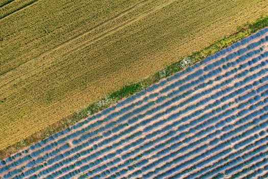 Aerial view of lavender and wheat field. Top view