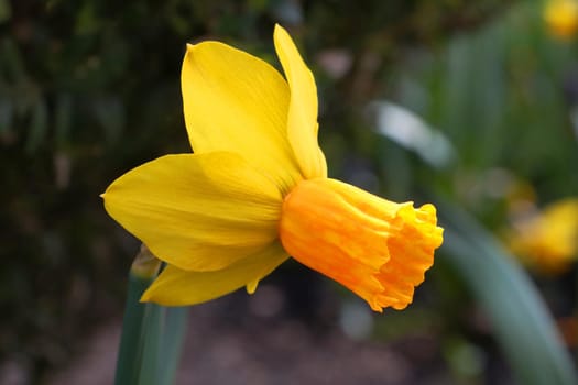 Close-up of a yellow flowering daffodil in the park