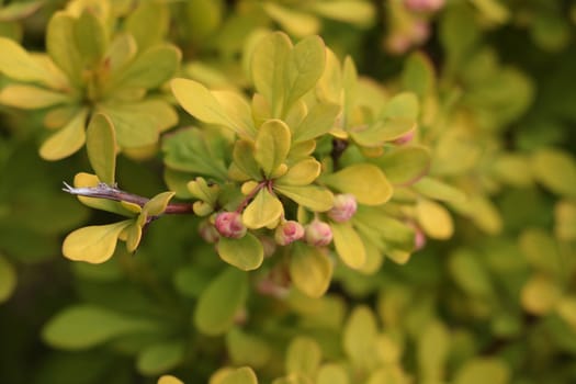 Beautiful young green branch of a bush in the park. The background of nature