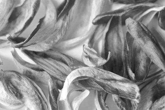 View of fallen tulip petals, flowers. The background of nature