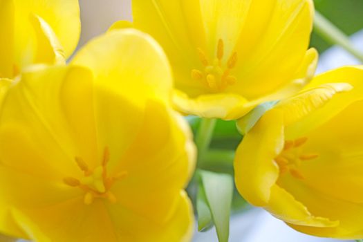 Top view of the flowering buds of yellow tulips