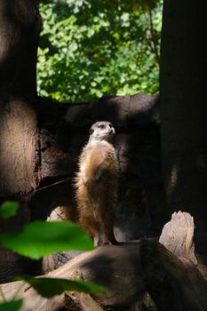 A meerkat is standing on a tree. The meerkat is a species of mammal from the mongoose family