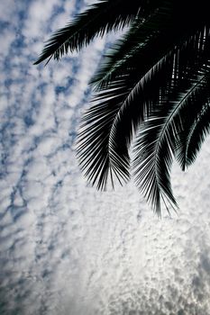 Leaves of a palm tree and background of cloudy sky on the beach