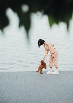 Redhead dog toy poodle walking with woman outdoors, female owner of little four paws pet