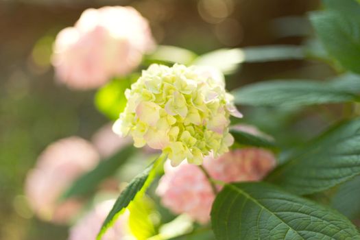 Close up light green and pink hortensia fresh flowers blur background