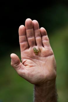 Small frog climbing a human hand in a park
